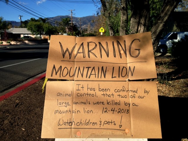 Mountain Lion Santa Barbara