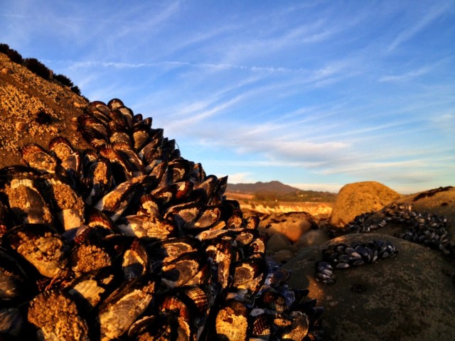 California mussels Santa Barbara County