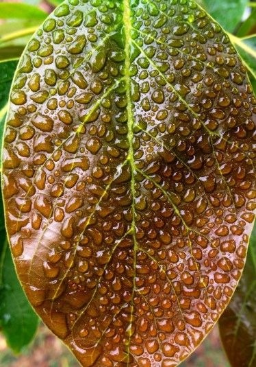 dew covered avocado leaf