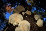 oyster mushrooms growing on log