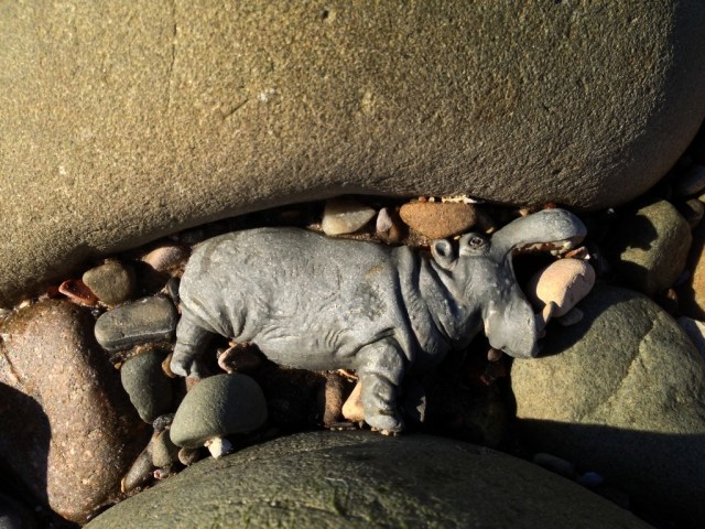 santa barbara beachcombing