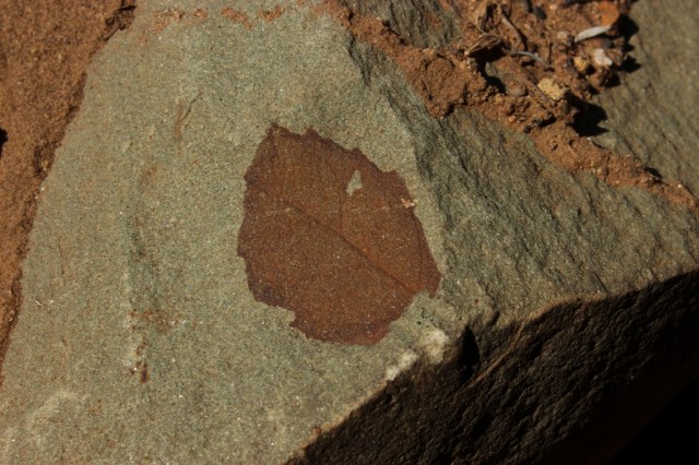fossilized oak leaf Sespe Wilderness