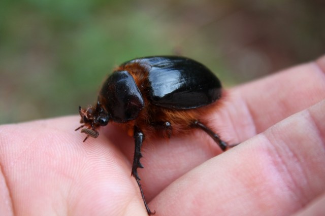 Rain Beetle Pleocoma