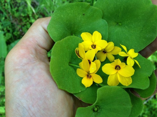Miners Lettuce salad