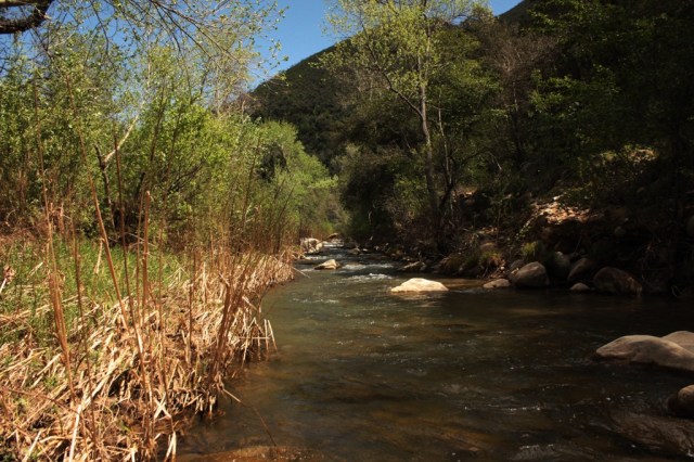 Santa Ynez River tributary