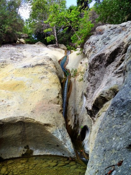 Tear Drop swimming Santa Barbara