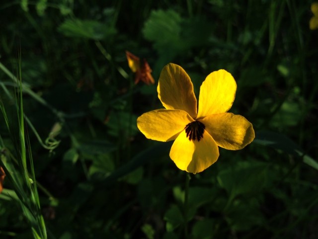 Johnny Jump-ups Viola pedunculata California native Santa Barbara