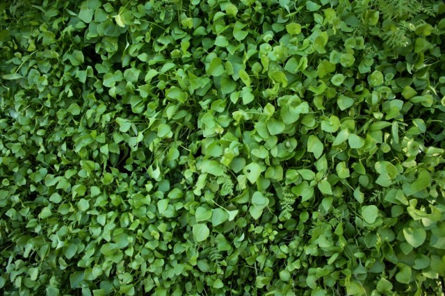 miner's lettuce Claytonia perfoliatum