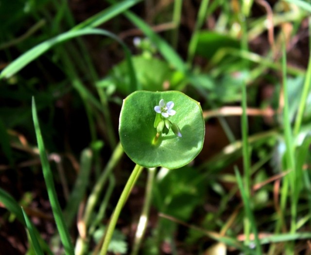 Miner's Lettuce Claytonia perfoliatum