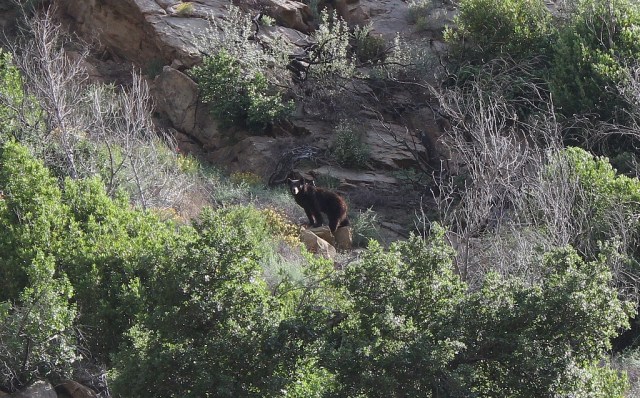black bear Santa Barbara hiking