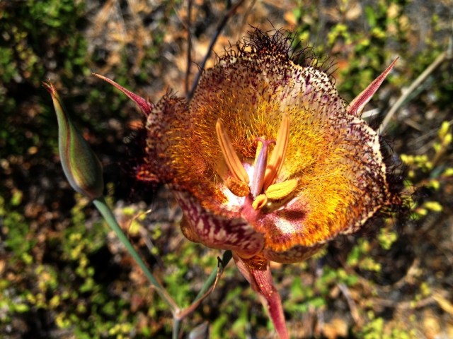 Calochortus fimbriatus rare wildflower Santa Barbara Santa Ynez Mountains