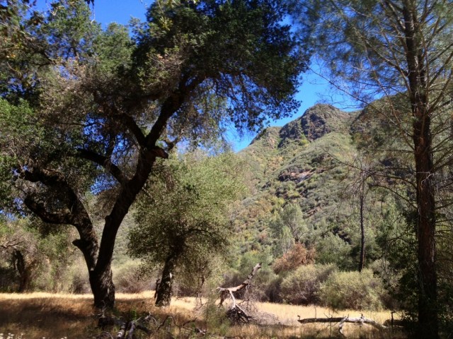 Manzana Creek Trail Eddy Fields oak tree initials