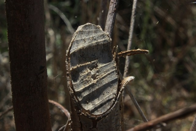 Beaver chewed branch Santa Barbara California