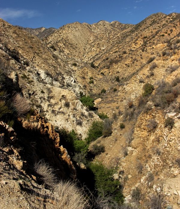 california bighorn sheep canyon