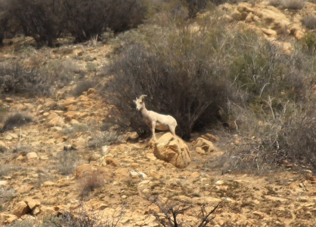 Desert Bighorn Sheep Los Padres National Forest