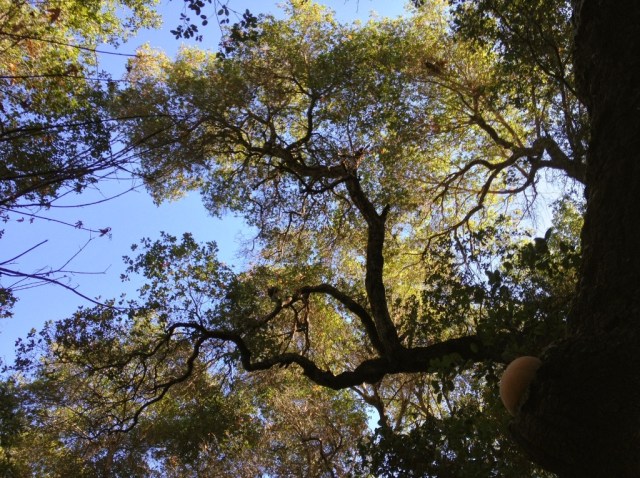 Hericium mushroom lion's mane Santa Ynez Mountains