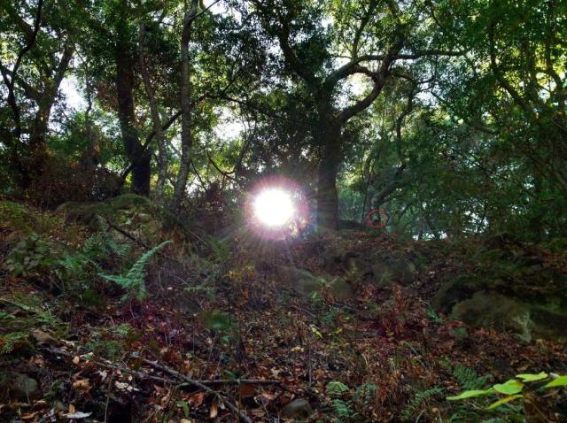 hericium mushroom Santa Barbara Santa Ynez Mountains
