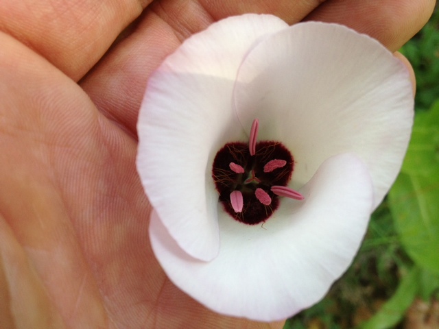 calochortus Los Padres National Forest hikes