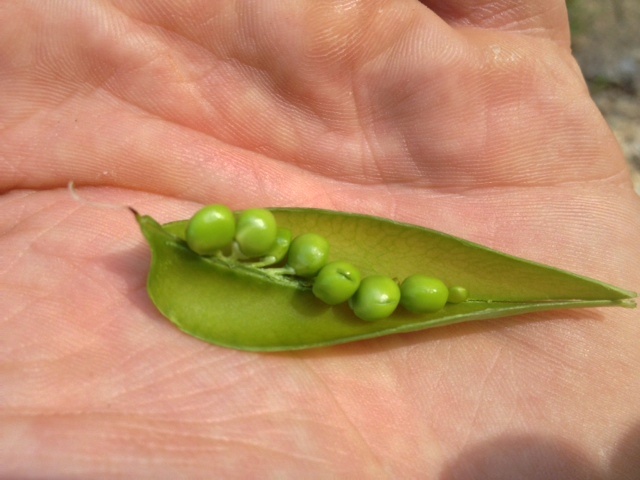 wild peas Los Padres Santa Ynez Santa Barbara hiking