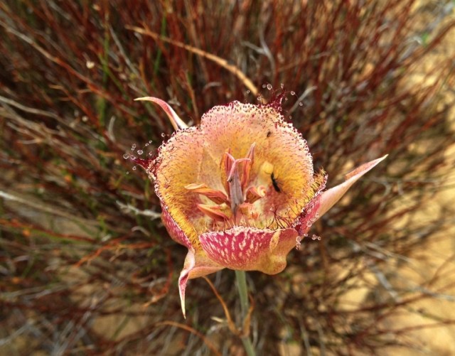 Calochortus fimbriatus Santa Barbara rare wildflower Los Padres