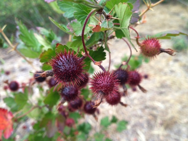 Gooseberries Santa Barbara Los Padres foraging wildcrafting