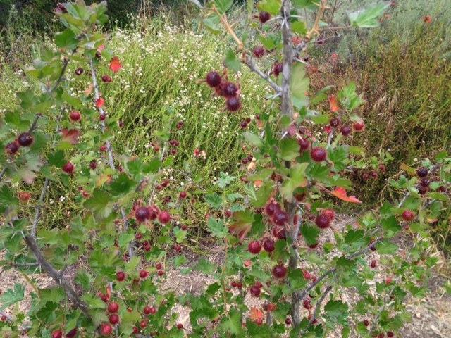 Gooseberries Santa Barbara Los Padres Forest foraging