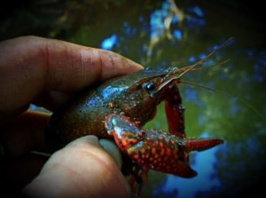 Santa Barbara crawdad crayfish Los Padres