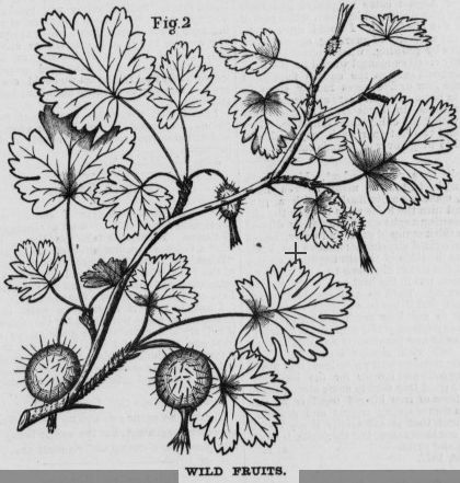 Santa Barbara gooseberry Los Padres National Forest