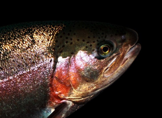 steelhead rainbow trout Oncorhynchus mykiss