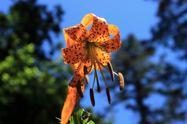 Tiger lily Santa Barbara hikes Los Padres