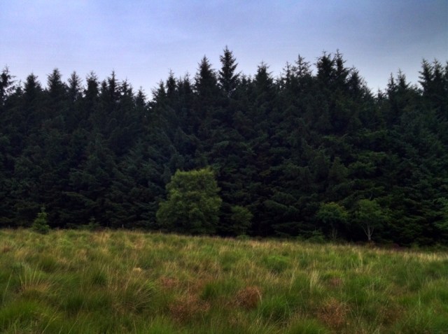Isle Arran Scotland hiking forest