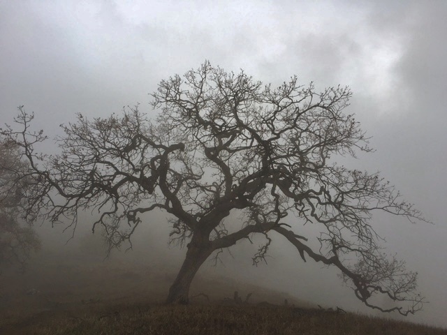 Figueroa Mountain hiking OakTree Fog