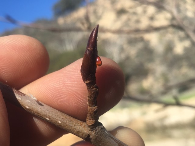 balsam poplar Santa Ynez River Los Padres hikes
