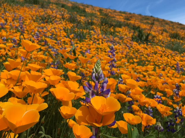 poppy lupine santa ynez wildflower 2016