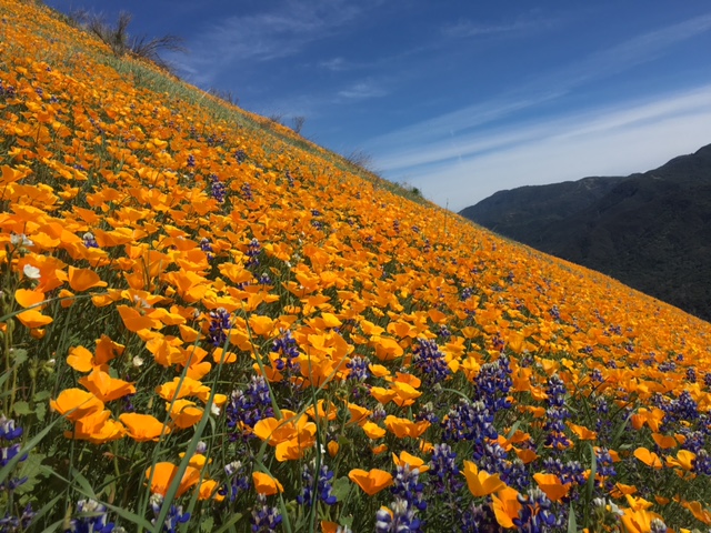 poppy lupine santa ynez wildflower bloom 2016