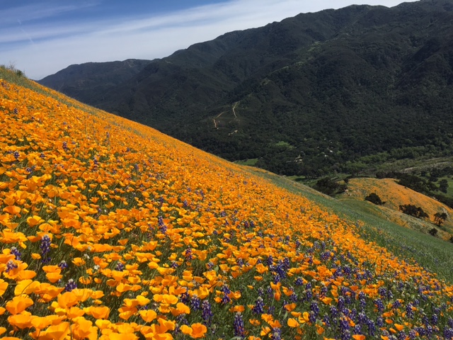 poppy lupine wildflower Santa Ynez Mountains