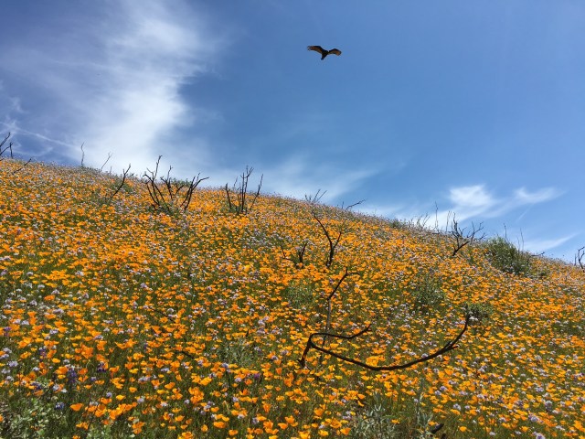 buzzard wildflowers