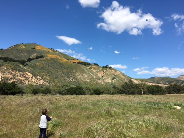 Sage Hill wildflowers Santa Ynez Los Padres