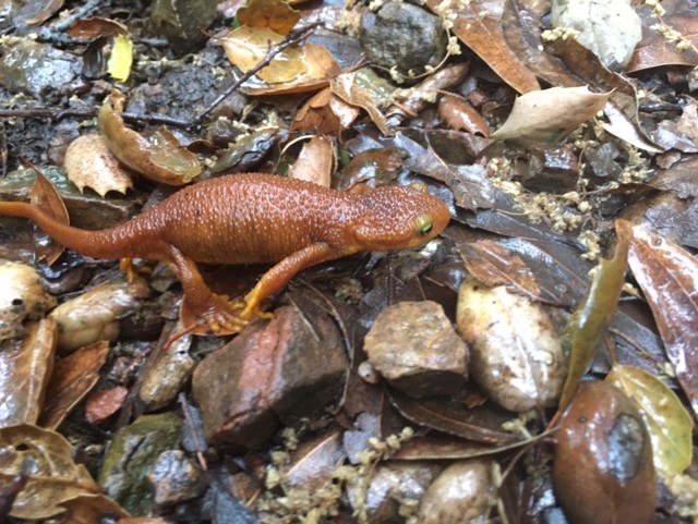 Santa Barbara newt