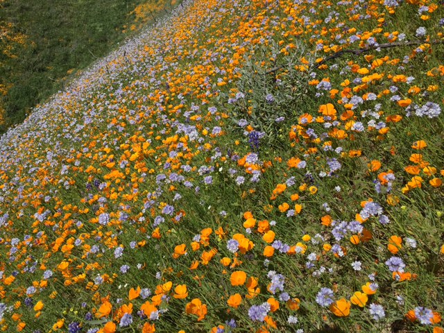 santa barbara wildflowers los padres hikes