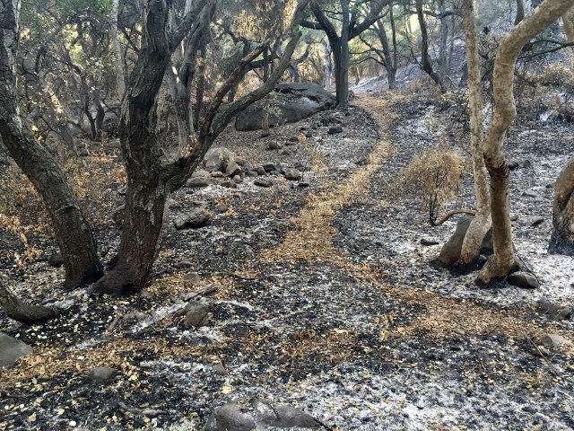 bear trail los padres forest santa ynez mountains