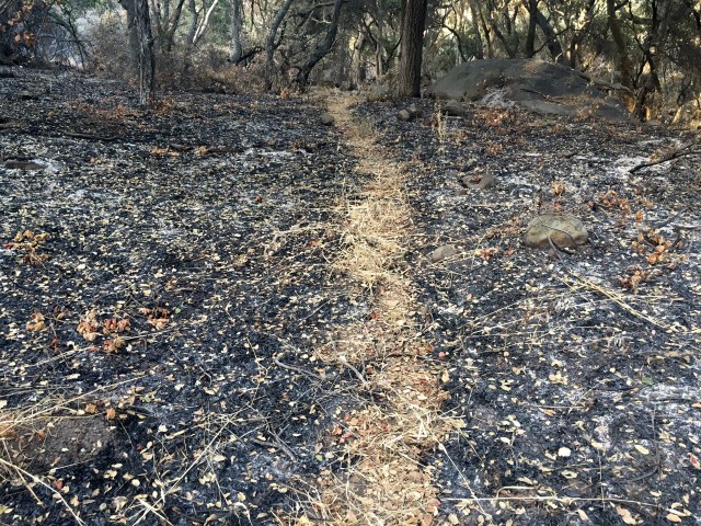 bear trails santa barbara santa ynez mountains los padres