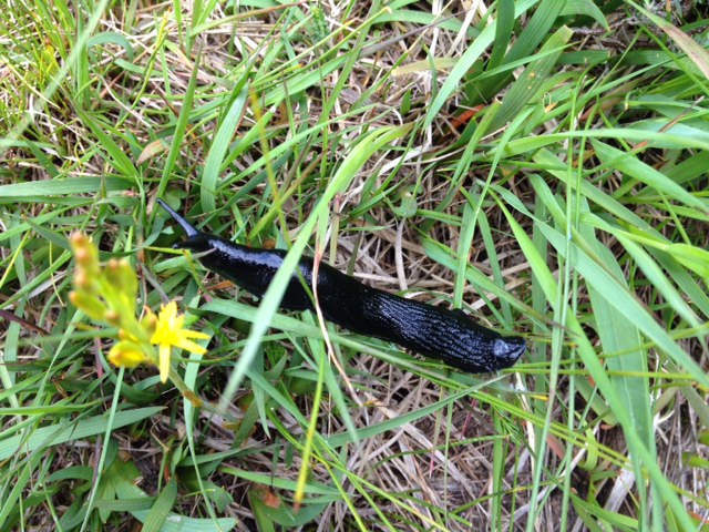 black slug Arran Acotland