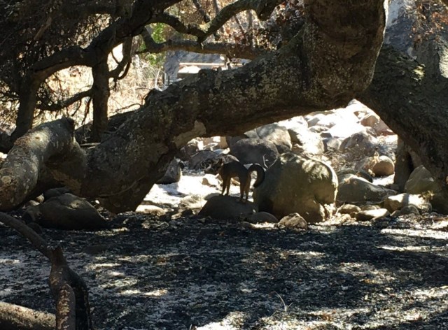gray-fox-gaviota-coast