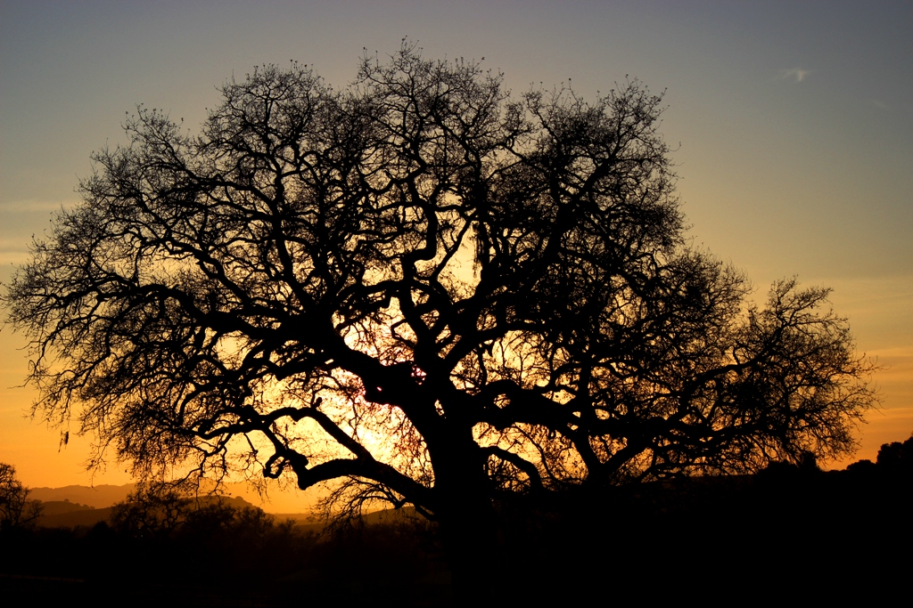 The Mighty Chanterelle and the Gnarly Oak Jack Elliott's Santa